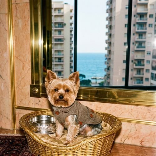 Luxe, ennui et petits chiens. Bienvenue à Monaco !